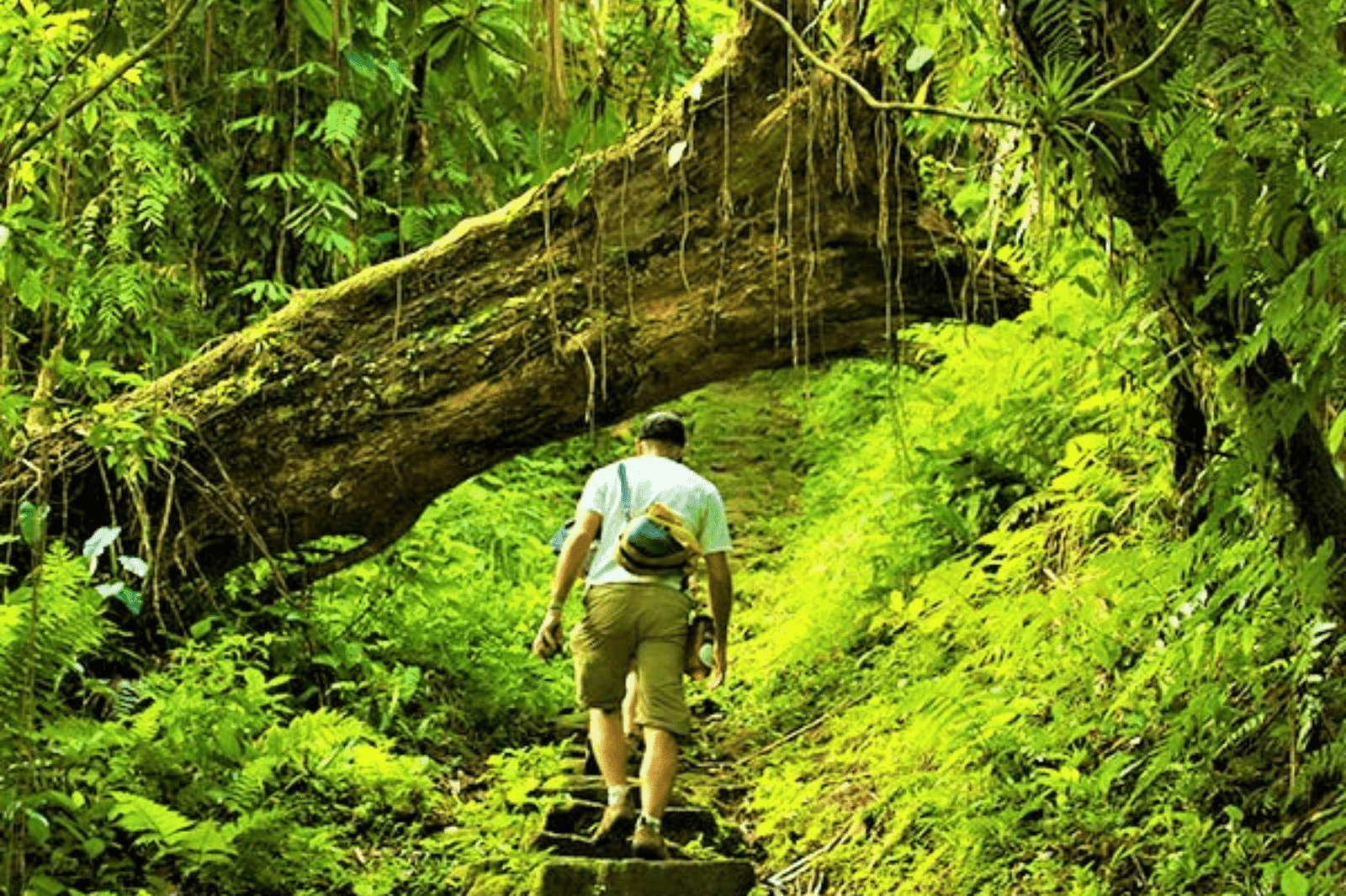 Nature Walking in Andaman